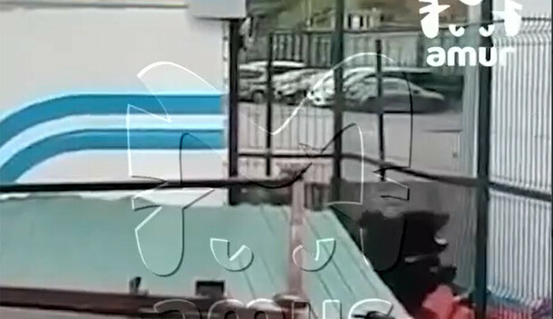 По жилому району столицы Дальнего Востока бегает медведь видео обновлено