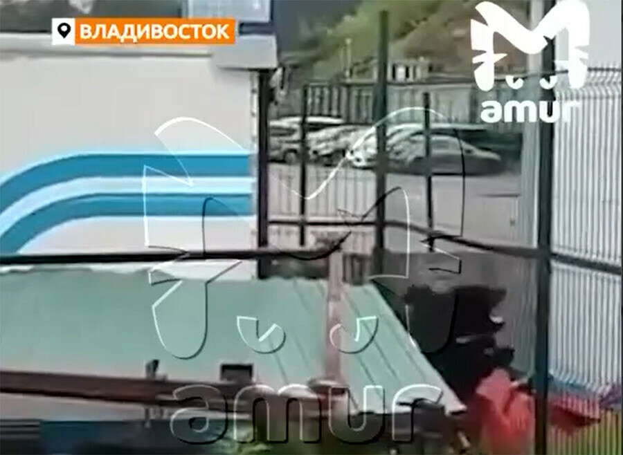 По жилому району столицы Дальнего Востока бегает медведь видео обновлено