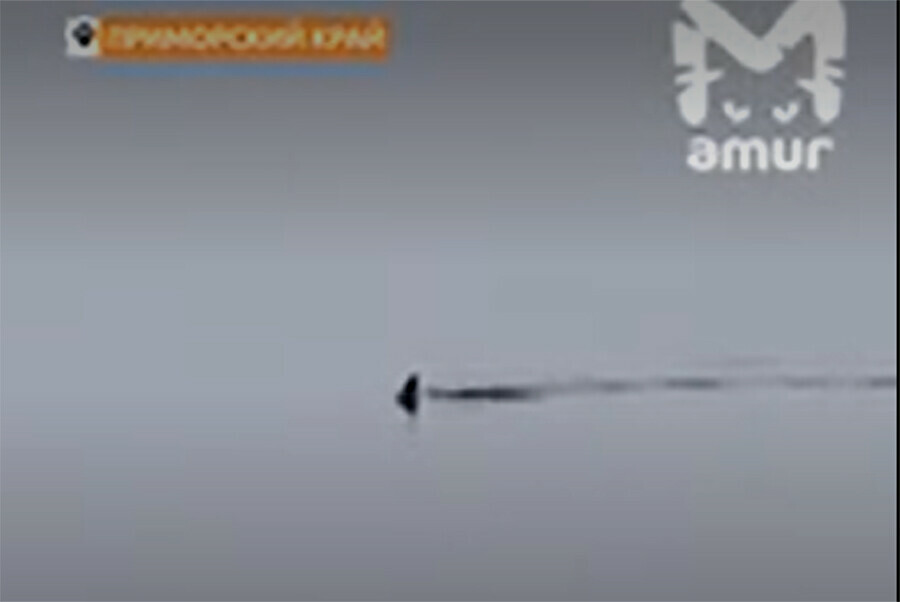 В третий раз приплыла акула к пляжу в Приморье видео