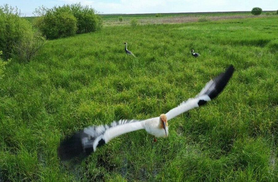 В заказниках Амурской области аисты бесстрашно  атакуют дроны фото