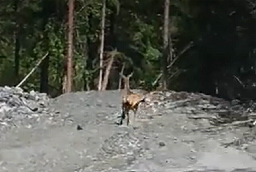 Амурская область самка изюбря в панике искала детеныша видео 