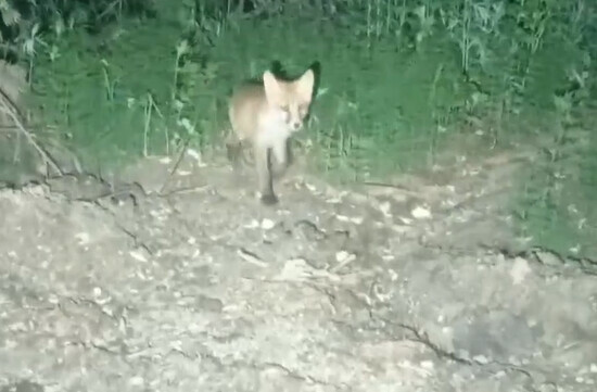 Любопытного месячного лисенка сняли в Амурской области видео