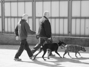 В Благовещенске откроют площадки для выгула собак а для отлова бездомных животных купят автомобиль
