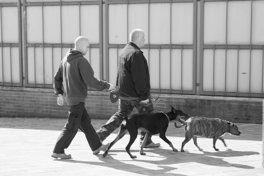В Благовещенске откроют площадки для выгула собак а для отлова бездомных животных купят автомобиль