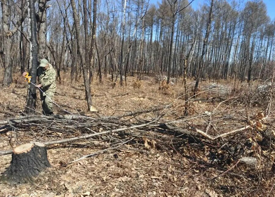 13тысяч рублей за лень житель Новобурейского поплатился за неубранную лесосеку