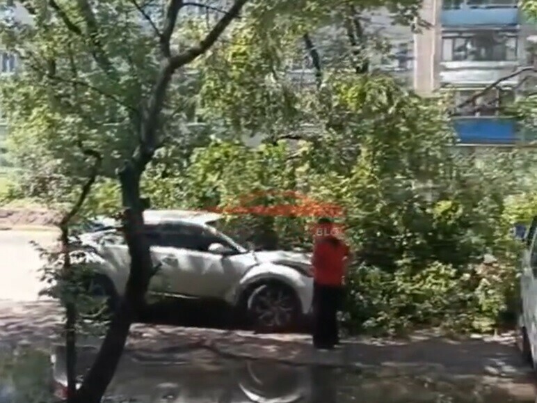 В Благовещенске возле нового Зейского моста дерево рухнуло на автомобиль видео