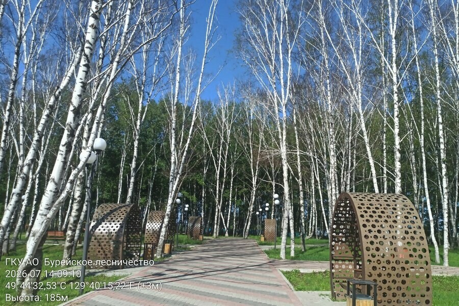 Специалисты проверили деревья в Приамурье изза которых забили тревогу неравнодушные фото 