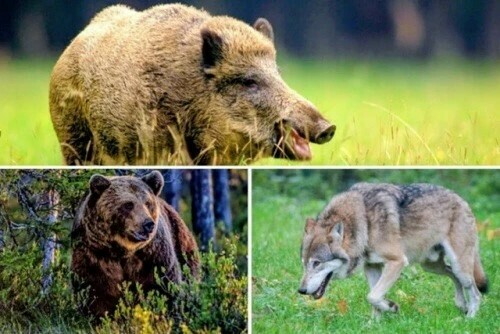 На кого в Приамурье открылась охота 