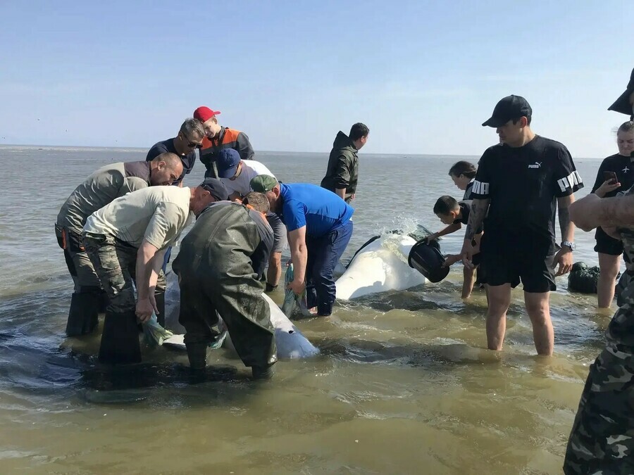 Двух застрявших на мели белух с детенышами спасли в Хабаровском крае