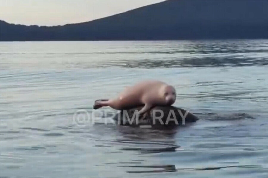 Видео с животным редчайшего окраса сняли в море приморские сапсерферы