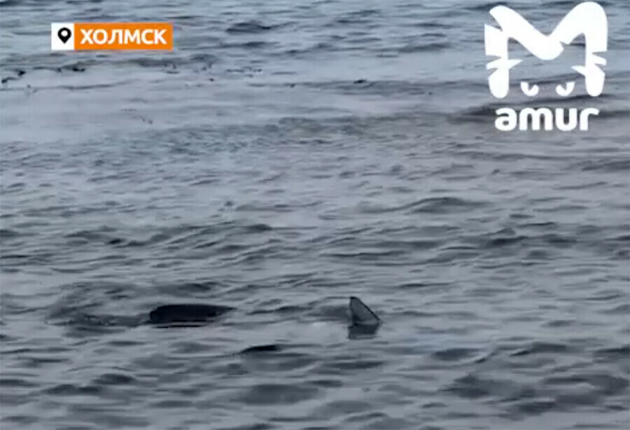 На Сахалине акула купалась  на городском пляже рядом с детьми