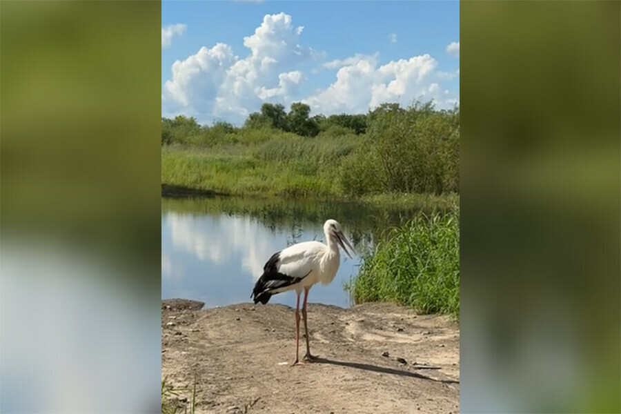 Бесстрашная птица из Красной книги появилась на дороге в Благовещенске видео