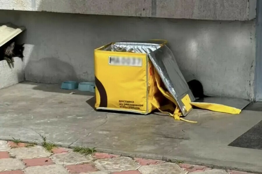 В Благовещенске нашли котят в оставленной на солнце сумке курьерского сервиса фото видео 