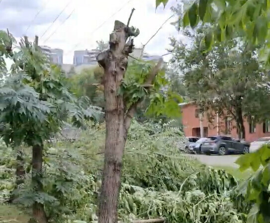 Стало известно кто и зачем обрезал деревья в центре Благовещенска