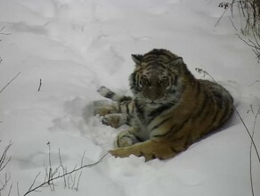 В Амурской области может поселиться еще одна тигрица