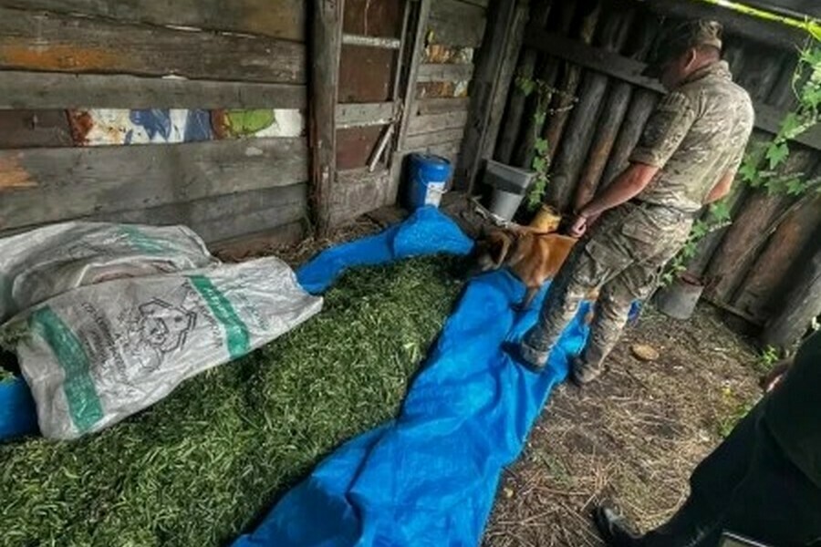 В Приамурье мужчины впрок запаслись марихуаной фото 