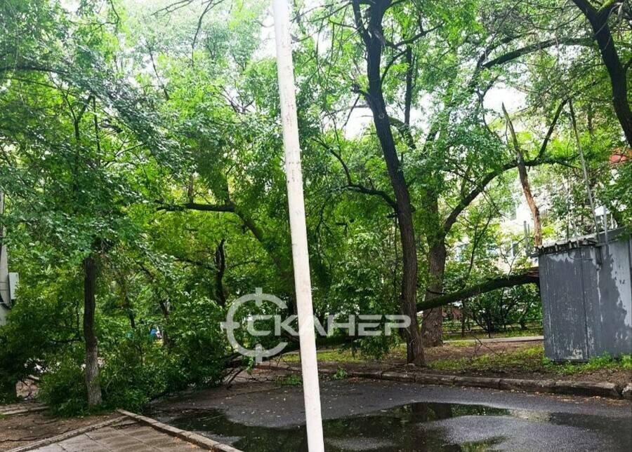 Упавшее дерево загородило въезд в один из дворов Благовещенска фото