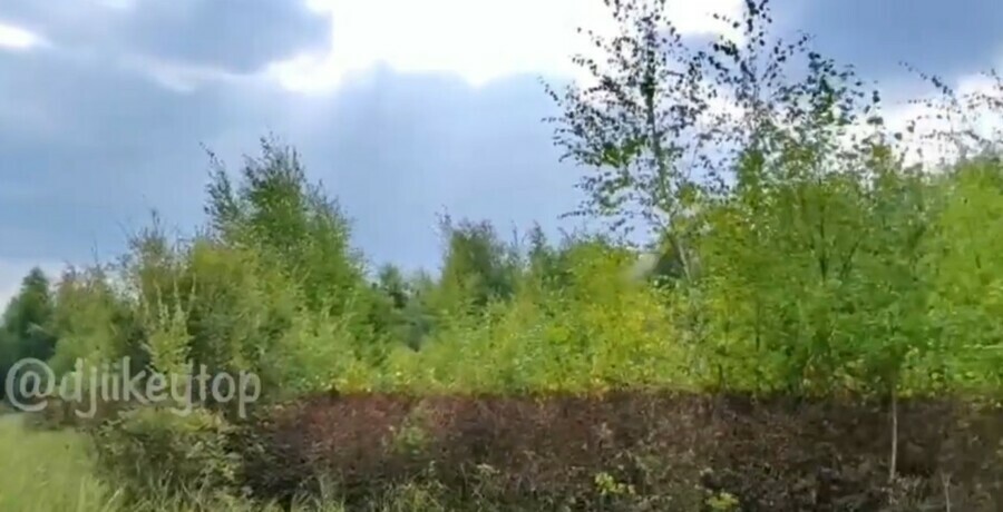В Якутии необычное явление лес пожелтел под забор