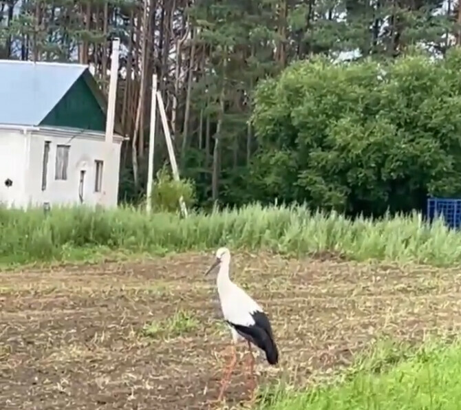 Дальневосточный аист стал первым парнем в амурской деревне видео