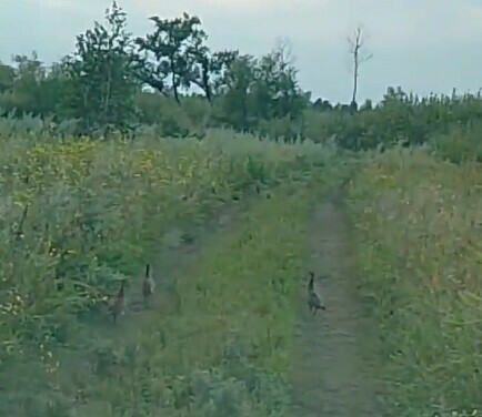 Пока держатся вместе в Белогорском округе заметили пернатую семью видео