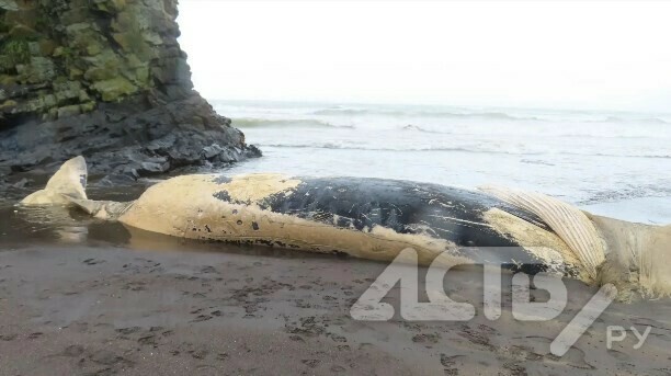 Огромное морское животное выбросило на побережье Курил