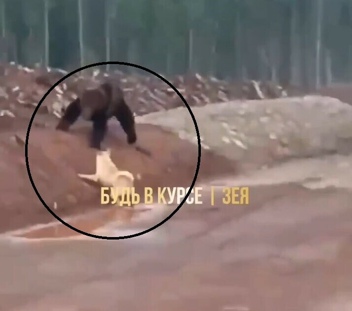 Соцсети в Зее медведь растерзал собаку на глазах у людей видео 18