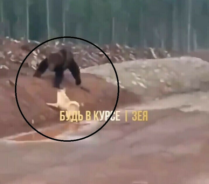 Видео с медведем который якобы разорвал собаку в Зее оказалось фейком 