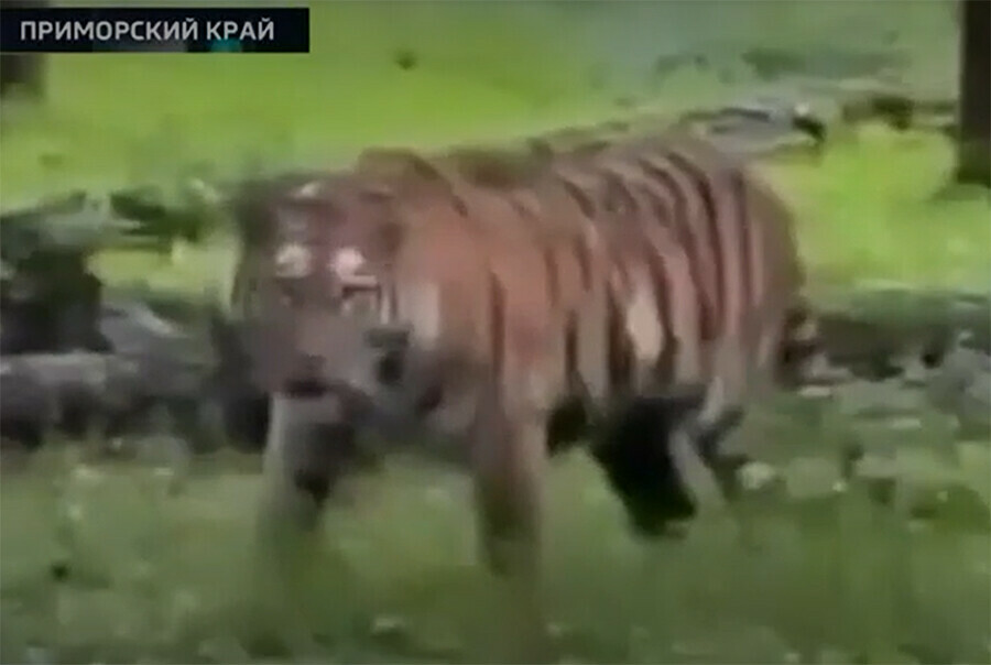 Здорово дядь не сожри нас побратски тигр пришел в баню к эксгубернатору Приамурья видео