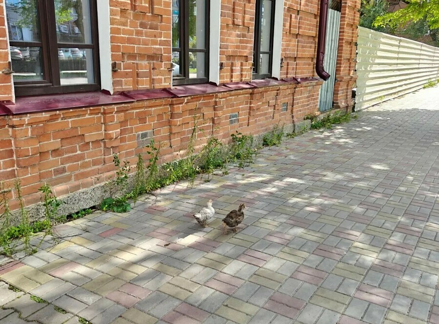 Бойко шлепают и щиплют травку Благовещенцы заметили уток на улице Калинина фото