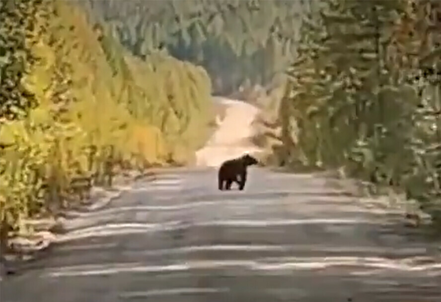 Медвежонка сбила машина в Зее в районе дач видео