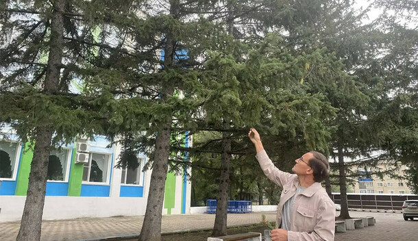 Кто высасывает соки в Белогорске спасают ели у здания администрации