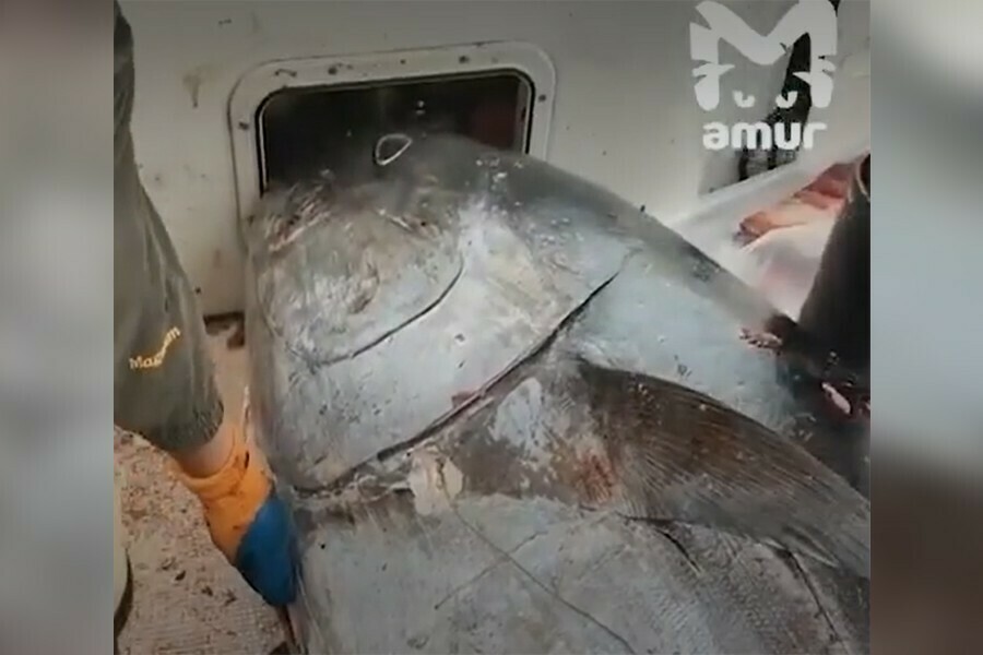 Причину уменьшения количества кеты на Сахалине нашли в желудке прожорливой рыбины видео 16
