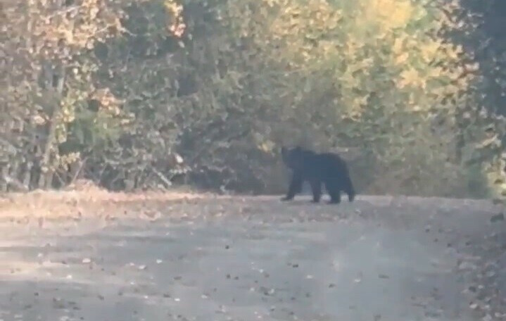 В поисках жилья амурчане встретили медведя видео