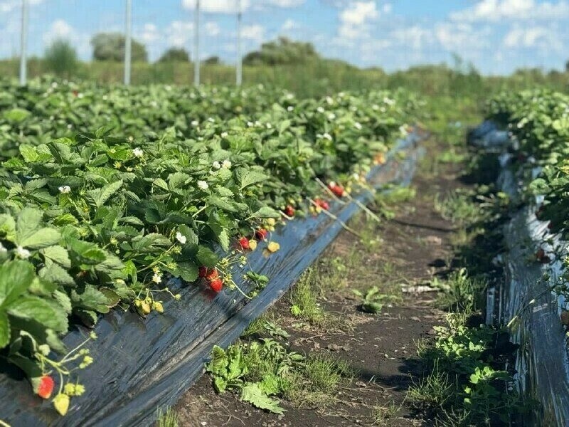 В Амурской области растет число хозяев дальневосточных гектаров