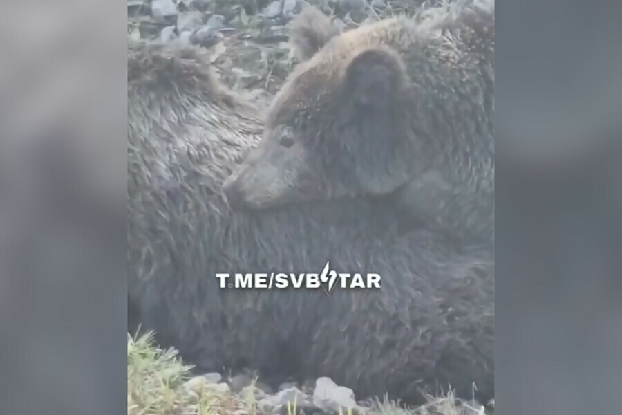 Нужна проверка в Приамурье нашли погибшую медведицу около нее  живой медвежонок видео