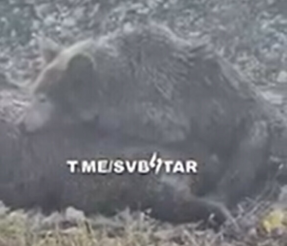 Стала известна судьба медведицы и медвежонка которых заметили возле дороги в Приамурье подробности ужасны