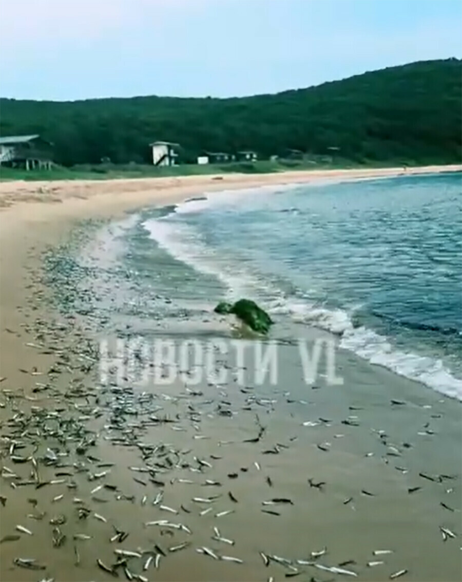 Ленивая рыбалка в Приморье  рыба сама шла в руки видео