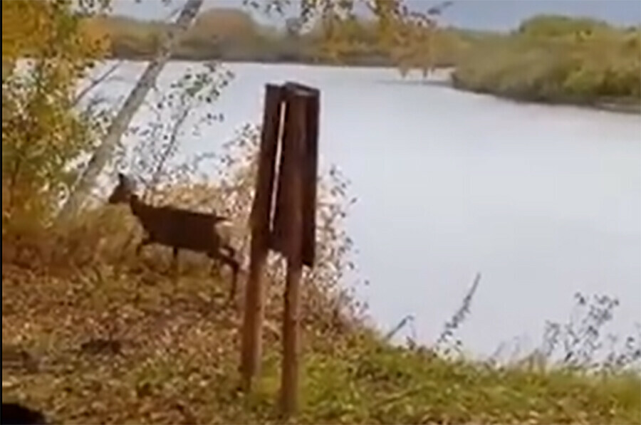 Косуля с косуленком сама приплыла к амурским охотоведам и встала на учет видео