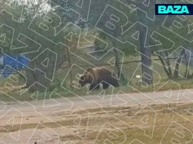 Медведь едва не разорвал двух мужчин в дальневосточном регионе