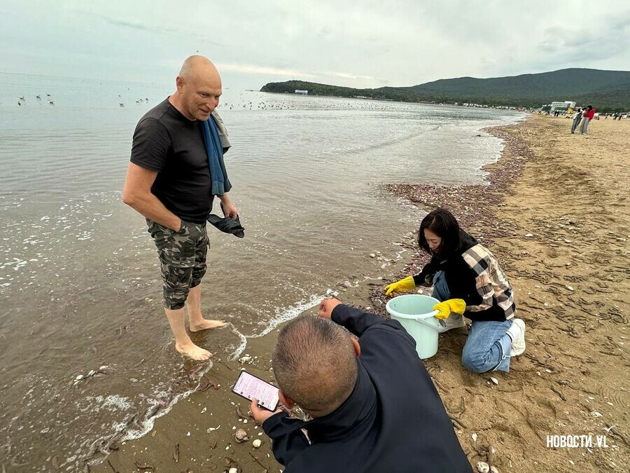 В Приморье берег Шаморы завалило морским червём