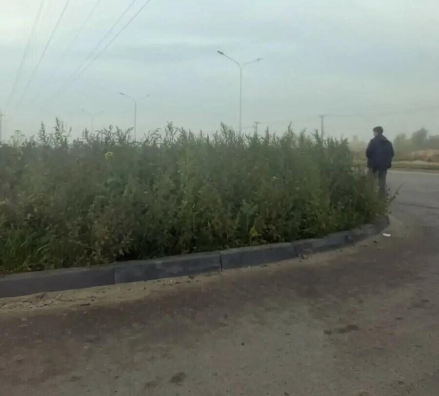 Выезд вслепую в Благовещенске заросли травы перекрыли обзор на оживленный перекресток