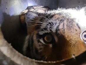 В Приморье отловлен амурскии тигр охотившиися на собак видео