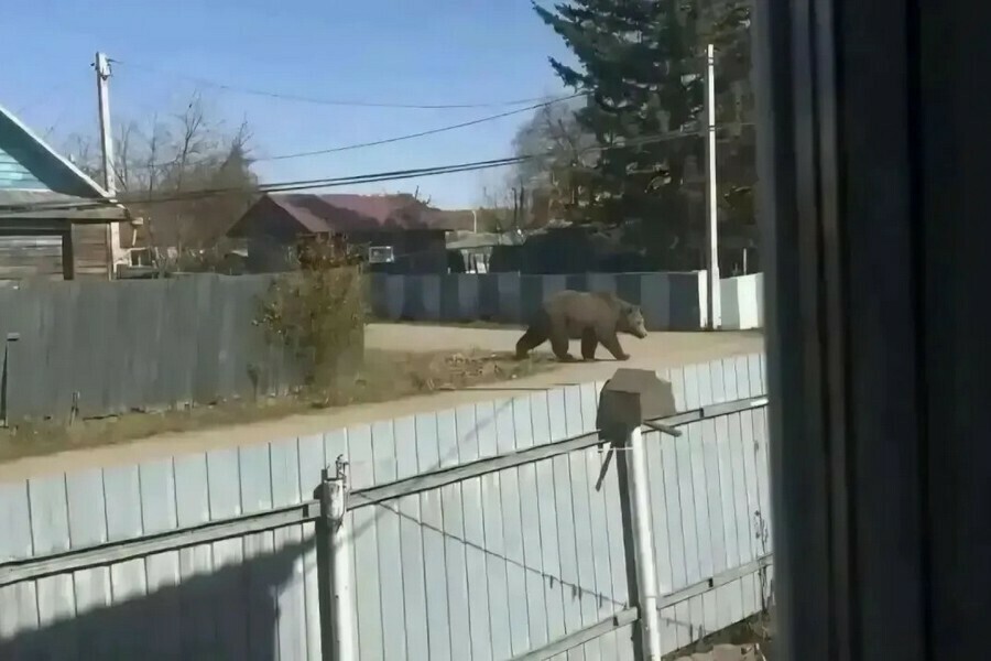 Амурчанка сгенерировала через нейросеть фото медведя на улице и вызвала панику фото 