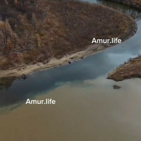 Когдато пили воду из этой речки в Амурской области золотодобытчики превращают реку в грязевой поток