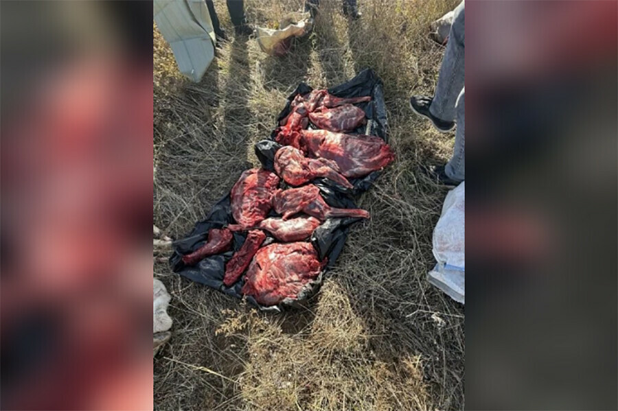 Двух браконьеров из Шимановска задержали с мясом убитых косуль
