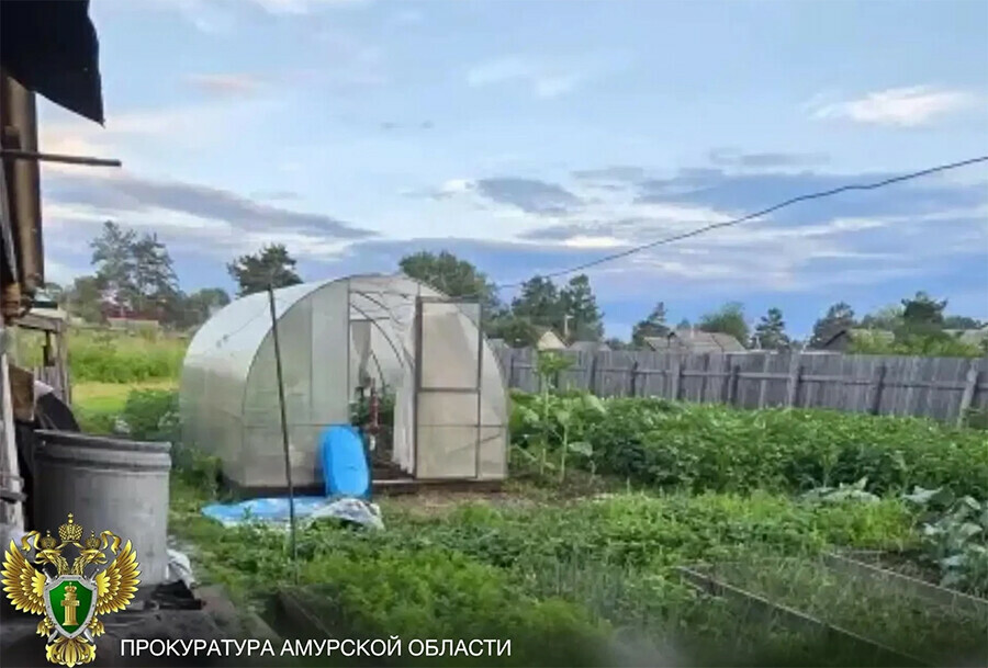 Конопля росла у амурчанина в тепличных условиях пока не пришли полицейские