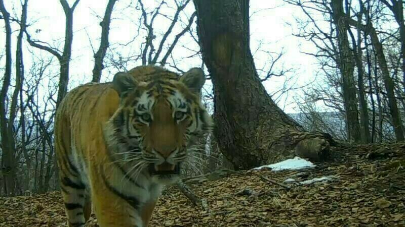 В Амурской области живут 11 тигров Будут ли завозить новых