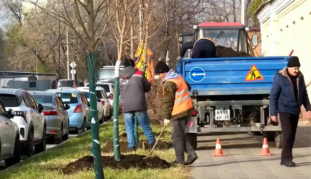 На улице Ленина в Благовещенске высаживают липы видео