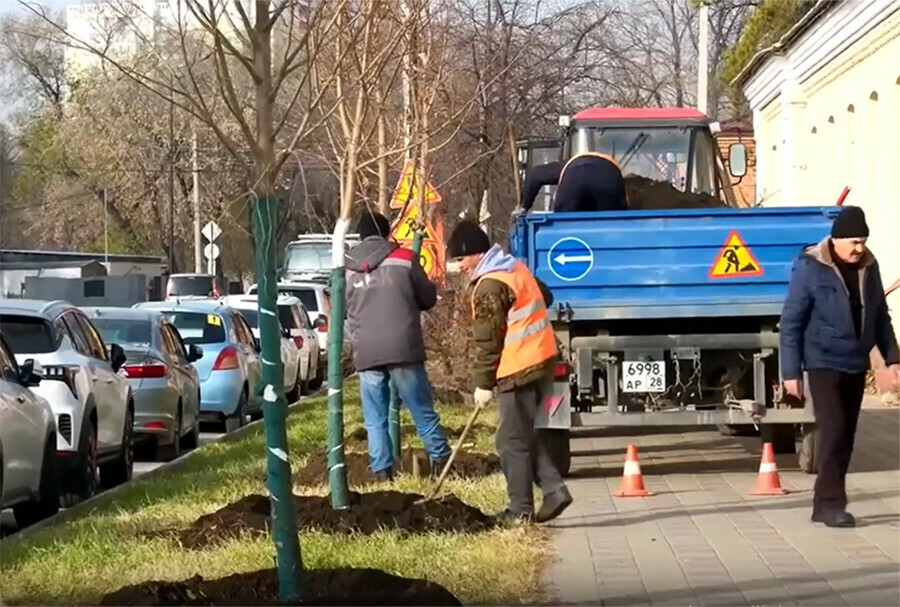 На улице Ленина в Благовещенске высаживают липы видео