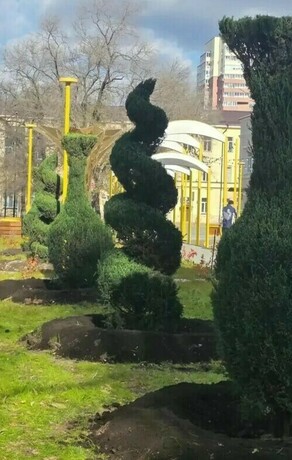 Благовещенцы задаются вопросом приживутся ли в городе причудливой формы можжевельники высаженные в новом сквере
